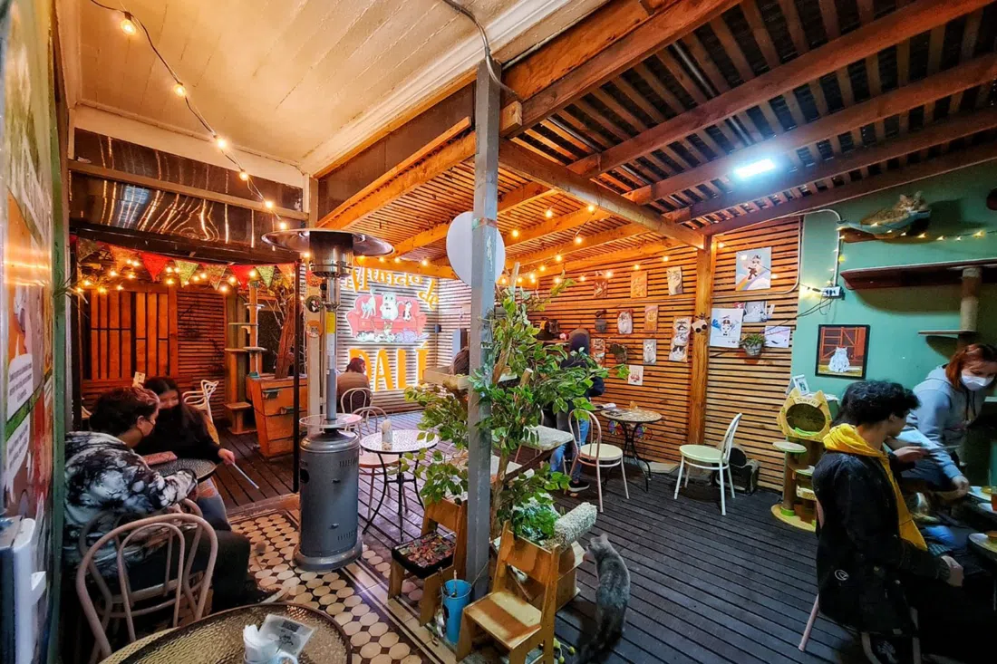 El Mundo de Dalí Cat Café, Santiago